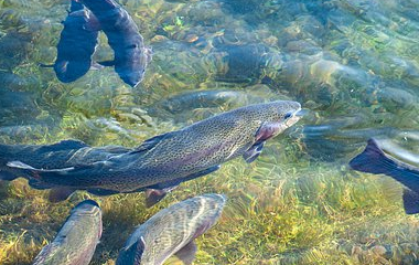 开云(中国)Kaiyun·官方网站 - 登录入口